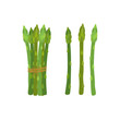 Green asparagus, butch of ripe asparagus sprout. Vegetarian nutrition. Made in cartoon flat style. Vector illustration