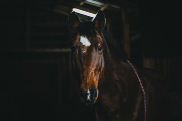 a horse in the dark