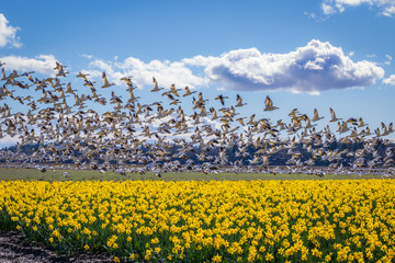 Wall Mural - flying geese on the field of daffodils.