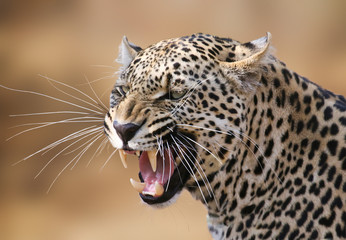 snarling leopard portrait