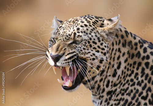 Fotografía Snarling leopard portrait