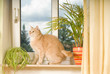 Katze am gekippten Fenster
