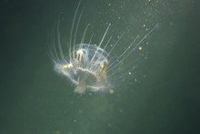 Freshwater Jellyfish (Craspedacusta Sowerbii) In Nature Habitat. Live In The Lake. Underwater Photography Of Jellyfish That Are Also Known As Hydromedusae. Invasive Species. Life As A Tiny Polyp.