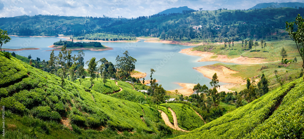 Beautiful view on tea plantation near Nuwara Eliya, Sri Lanka - obrazy, fototapety, plakaty 