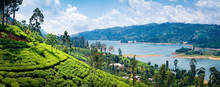 Beautiful View On Tea Plantation Near Nuwara Eliya, Sri Lanka