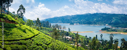 Fotografía Beautiful view on tea plantation near Nuwara Eliya, Sri Lanka