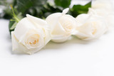 Fototapeta Dmuchawce - White roses on a white