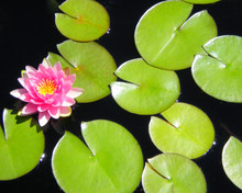 Pink Blooming Lotus Flower And Lily Pads Floating In Pond
