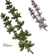Thyme spice herb sketch of green branch with leaf