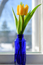 Yellow Tulips On The Windowsill In A Bright Cobalt Bottle