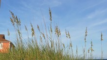 Sea Oats At The Beach Blue Skies In Slow Motion
