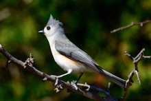 Tufted Titmouse -Baeolophus Bicolor -- Perched On Branch With Green, Bokeh Background