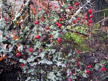 Cotoneaster Dammeri Red Berries And Lichen Moss