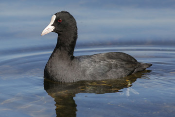 bird, water, coot, duck