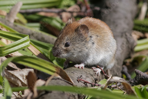 Cuadros en Lienzo vole, animal, rodent, mammal, mouse,