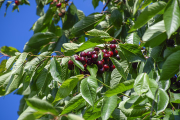 Wall Mural - Ripe sweet cherry.