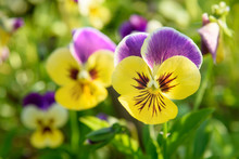 Pansy Flowers On Flower Bed