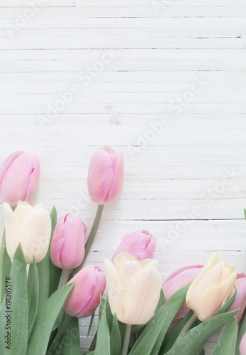  Plakaty tulipany   piekne-tulipany-na-bialym-tle-drewnianych