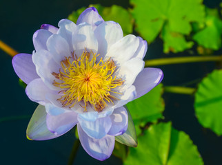 Purple lotus flower in pool