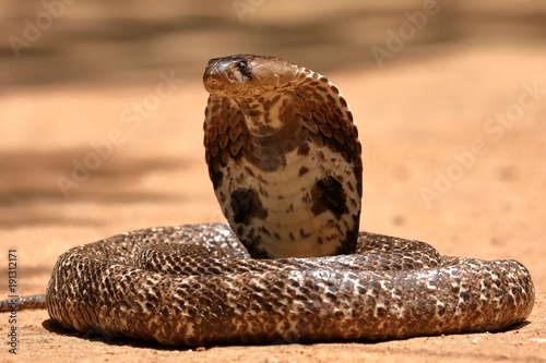Zdjęcie XXL Południowo-azjatycka kobra lub okulary na Sri Lance