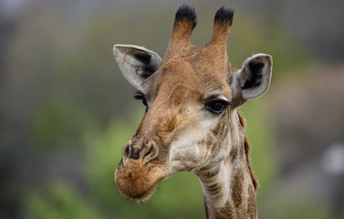 Wall Mural - Schöne männliche junge Giraffe