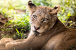 Portrait eine jungen, liegenden Löwen mit schönen Augen und Blick in die Kamera (Panthera leo)