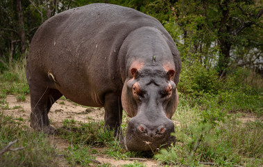 Wall Mural - Flusspferd (Nilpferd, Hippo) grasend an Land