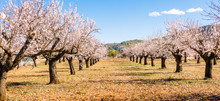Blooming Almond Tree Garden Background