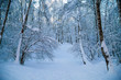Beautiful winter forrest covered with fresh snow