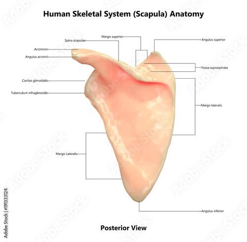 Human Skeleton System Scapula Anatomy (Posterior view) - Buy this stock  illustration and explore similar illustrations at Adobe Stock | Adobe Stock