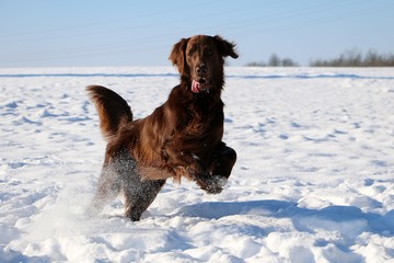 brauner flat coated retriever hat Spaß auf einem schneebedeckten Feld