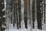 Fototapeta Las - trees under the snow winter landscape