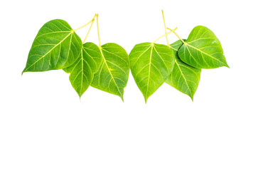 Green leaf Pho leaf, (bo leaf,bothi leaf) solated on white background.