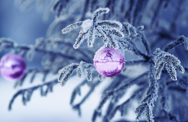 Wall Mural - festive fir branch covered with white frozen frost and bright shiny Christmas ball toy