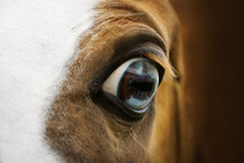Blue Eye Of Red Horse Closeup
