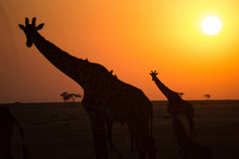 Silhouettes Of Giraffe (Giraffa Camelopardalis) At Sunset, Serengeti National Park, Tanzania