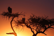 Griffon Vulture (Gyps Fulvus) In A Tree At Sunrise, Masai Mara Game Reserve, Kenya