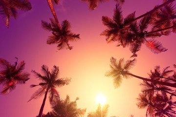 Wall Mural - Vivid warm tropical sunset with palm trees