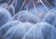 Delicate Natural Background Of Airy Fluffy Dandelion Flower Seeds Large In Pale Blue Tones