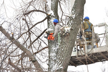 Two Working Men Cut Down A Large Tree In Winter Using A Special Rig Machine