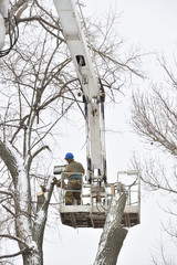 Wall Mural - Two working men cut down a large tree in winter using a special rig machine