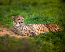 Beautiful Wild Cheetah Resting On Green Fields, Close Up