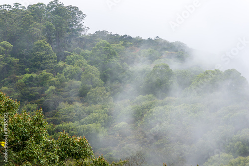 Fotografia, Obraz Cloud forest in the Horton Plains, a protected area in the central highlands of