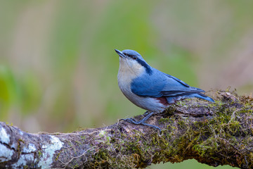 Wall Mural - Chestnut-vented Nuthatch or Sitta nagaensis, beautiful bird standing on branch with green background, Thailand.