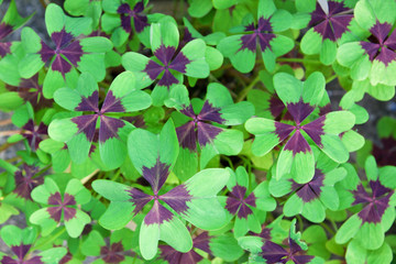 Wall Mural - Leaves of the Oxalis Deppei plant, also known as Oxalis Tetraphylla