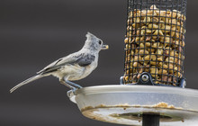 Tufted Titmouse Eating From A Feeder. 