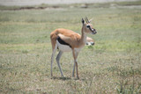Fototapeta Sawanna - Thompson's Gazelles in Ngorongoro Crater