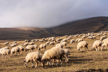 sheeps herd under low cloud