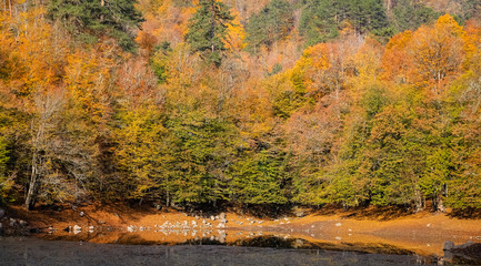 Nazli Lake in Yedigoller National Park, Turkey