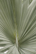 leaf of the palma (closeup)